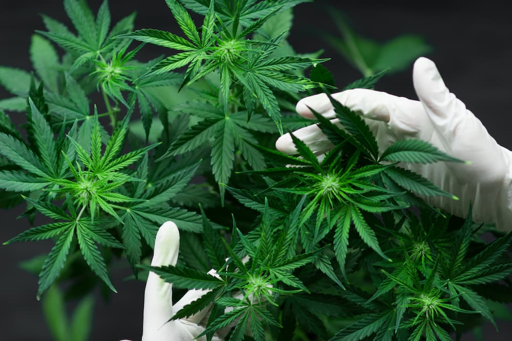 Buy Sativa Weed Strain in Spain and Europe | Fast Delivery