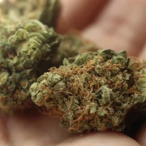 Buy weed online in valencial fast delivery