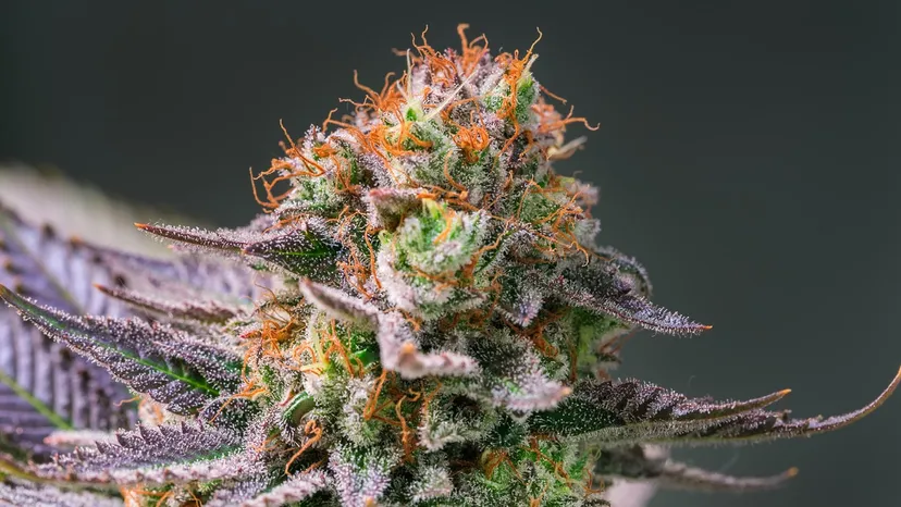 Where Can I Buy Indica Weed Strain in Spain and the Entire Europe?